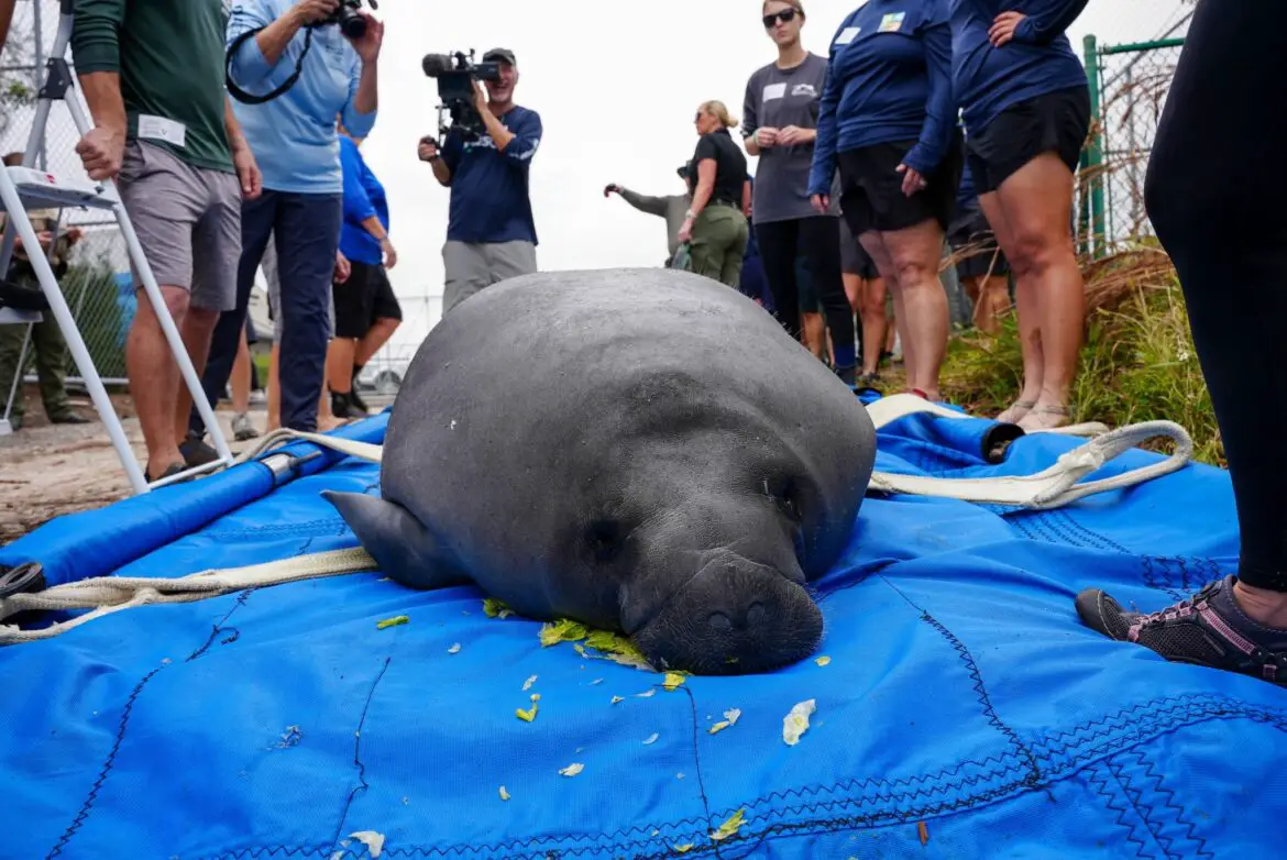 SeaWorld Orlando Returns Mother-Daughter Manatee Pair to Florida Waters After More than 17,000+ Hours of Specialized Care