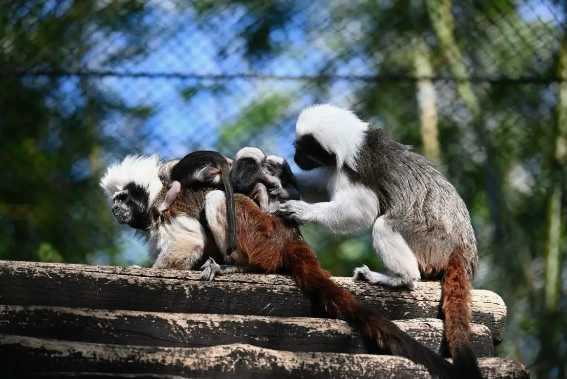 Cotton-top Tamarin Triplets Born at Disney’s Animal Kingdom