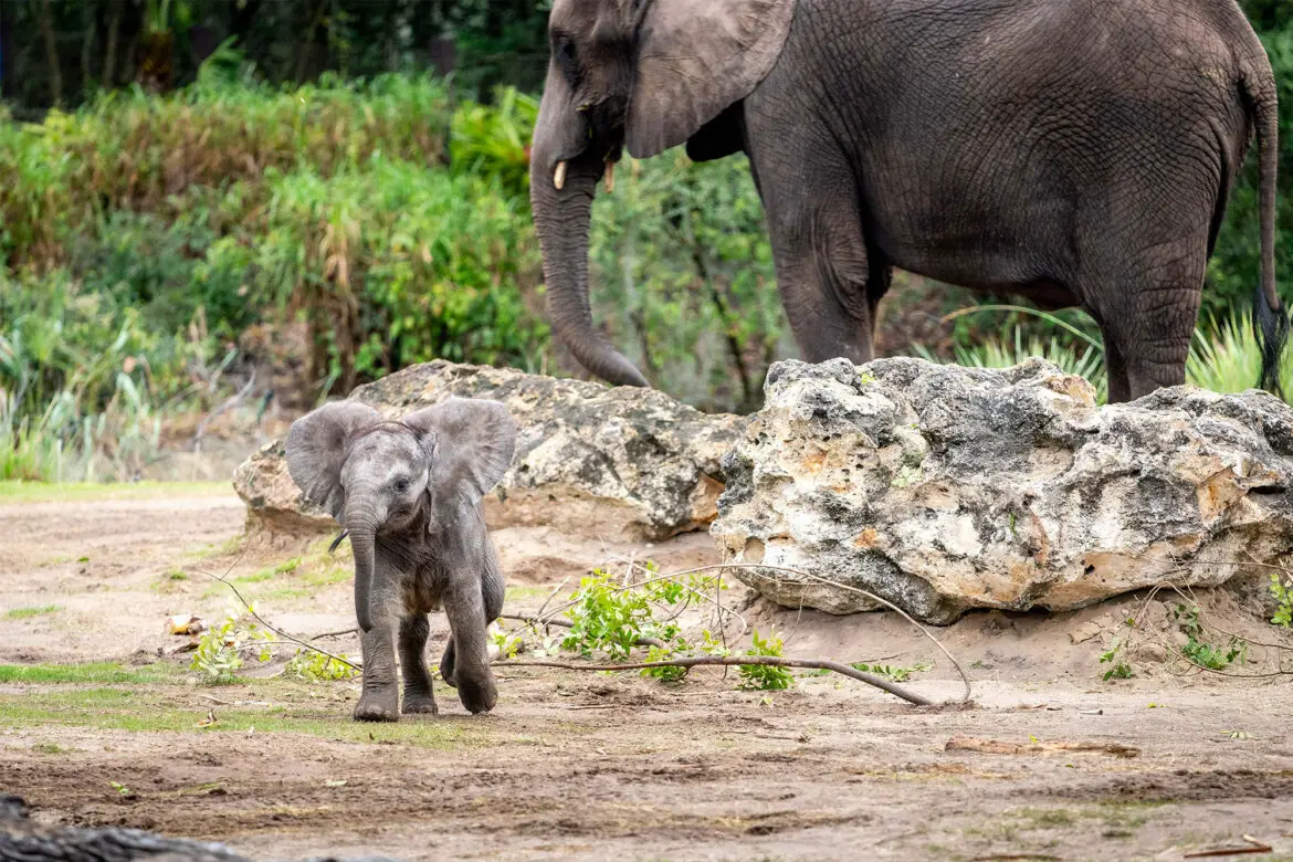 Two-Month-Old African Elephant Calf Named Corra Joins the Herd at Disney’s Animal Kingdom