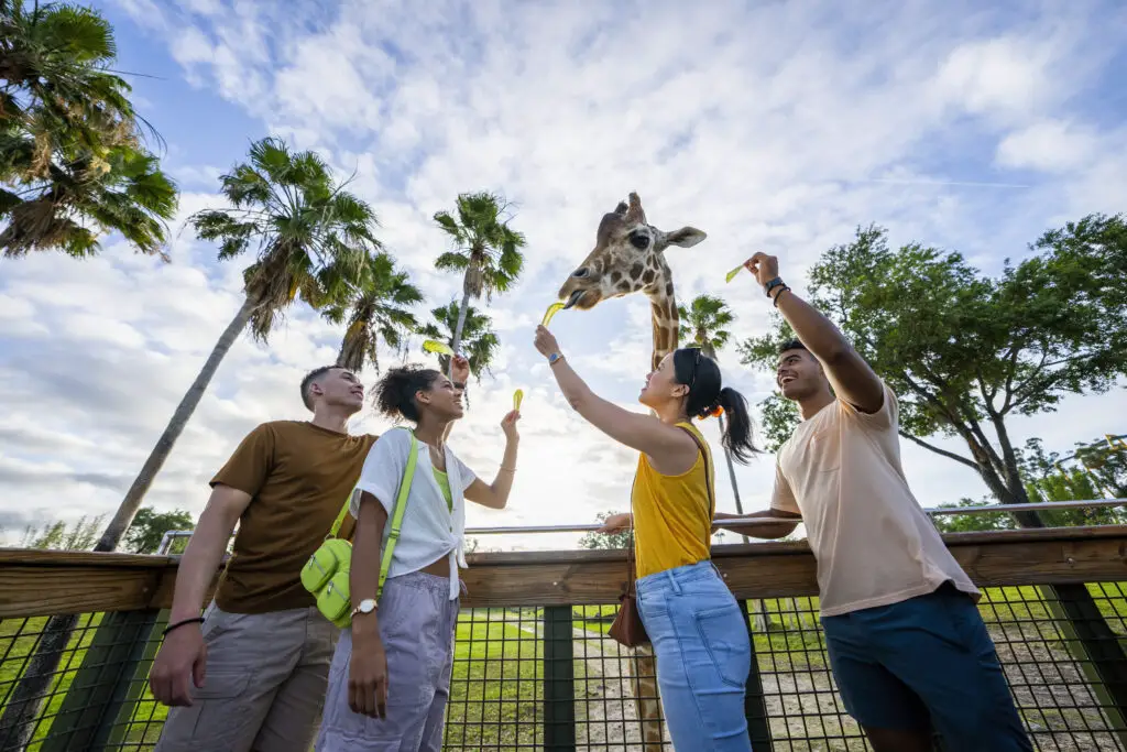 Busch-Gardens-Tampa-giraffe