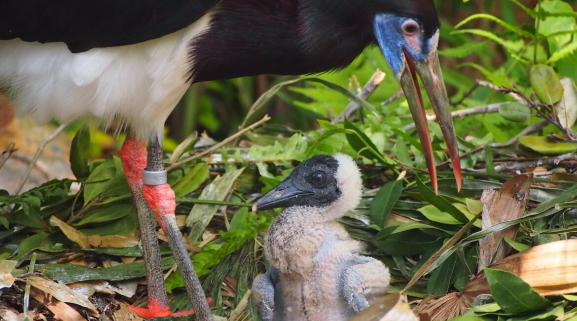 Disney’s Animal Kingdom Welcomed a New Abdim’s Stork