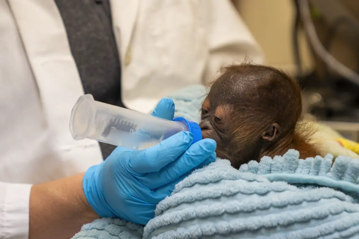 Critically Endangered Bornean Orangutan Born at Busch Gardens Tampa Bay