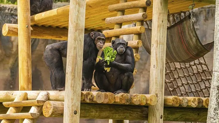 Chimpanzees-at-Busch-Gardens-Tampa-Bay