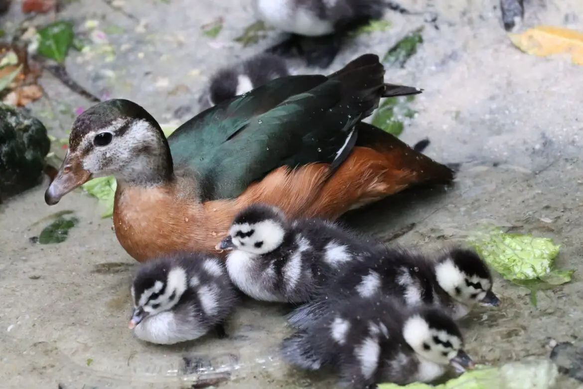 African Pygmy Geese Chicks have arrived at Disney’s Animal Kingdom