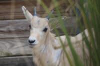 Disney's Animal Kingdom Lodge Welcomes Critically Endangered Addax Calf