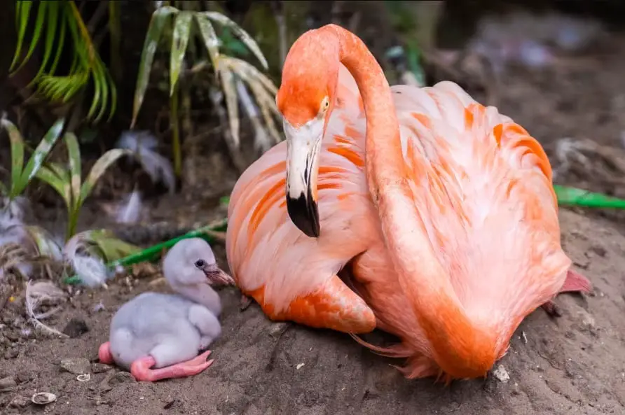 Discovery Cove Celebrates the Birth of Baby Flamingo