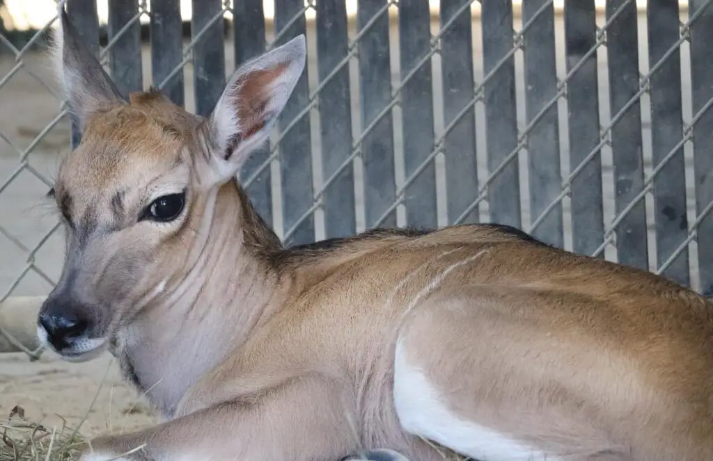 Newborn-Eland-Calf-Joins-Animal-Family-at-Disneys-Animal-Kingdom-Lodge