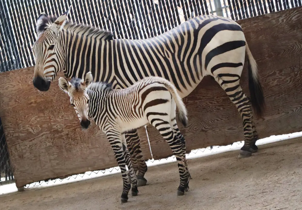 Newborn Hartmann’s Mountain Zebra Foal Arrives at Disney’s Animal Kingdom Lodge