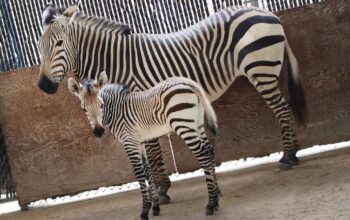 Newborn-Hartmanns-Mountain-Zebra-Foal-Arrives-at-Disneys-Animal-Kingdom-Lodge