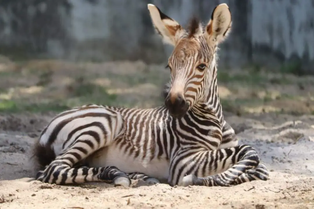 Newborn Zebra Foal Joins Kilimanjaro Safaris Herd at Disney’s Animal Kingdom