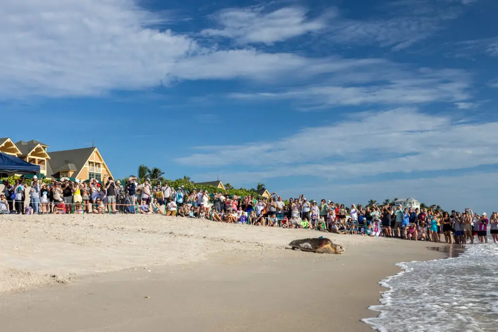 2024 Tour de Turtles at Disney's Vero Beach Resort - 9