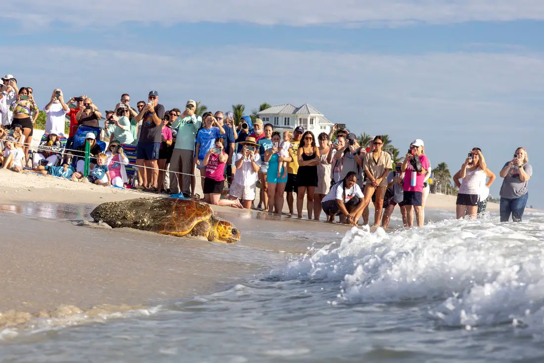 Tour de Turtles Returns for its 17th Year at Disney’s Vero Beach Resort