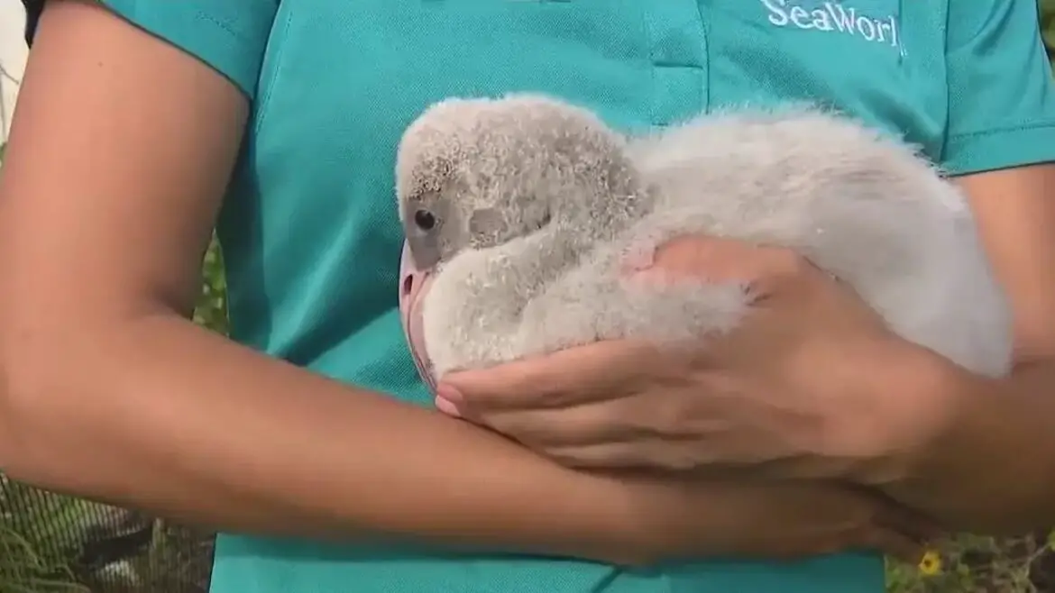 SeaWorld Orlando Welcomes New Baby Flamingo named ‘Fiesta’