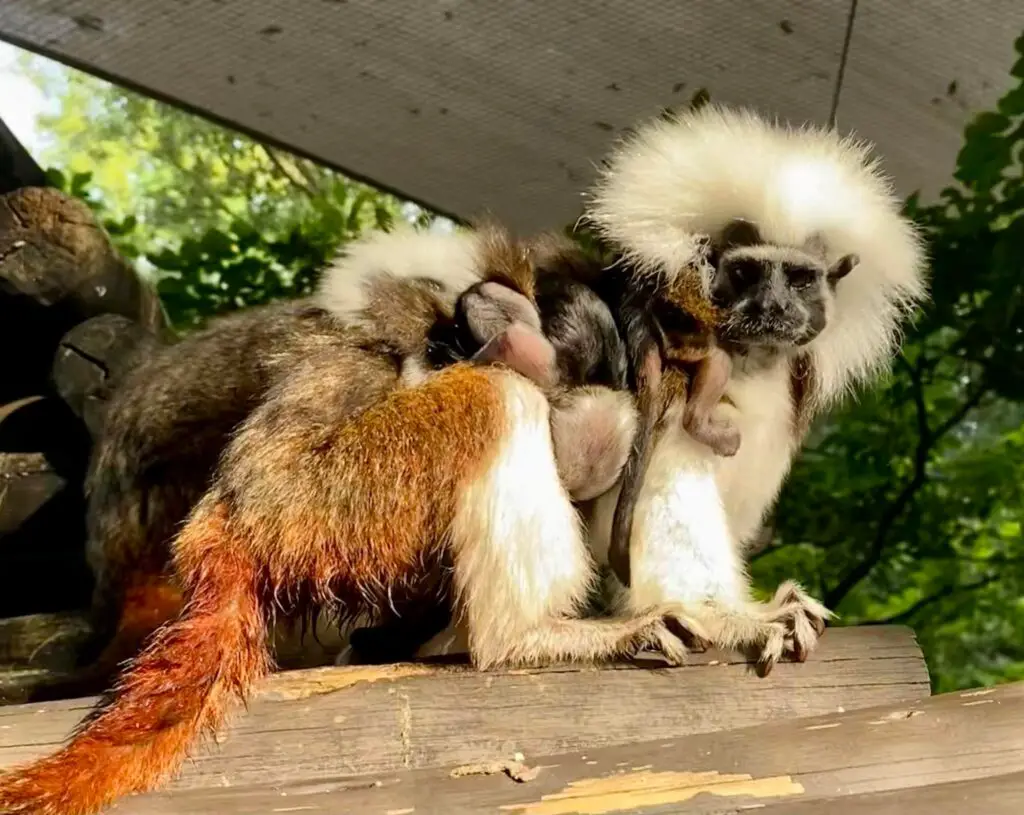 Disney Welcomes Critically Endangered Cotton-top Tamarins To The Animal Kingdom 1