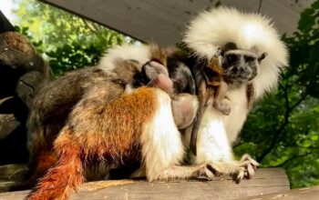 Disney Welcomes Critically Endangered Cotton-top Tamarins To The Animal Kingdom 1