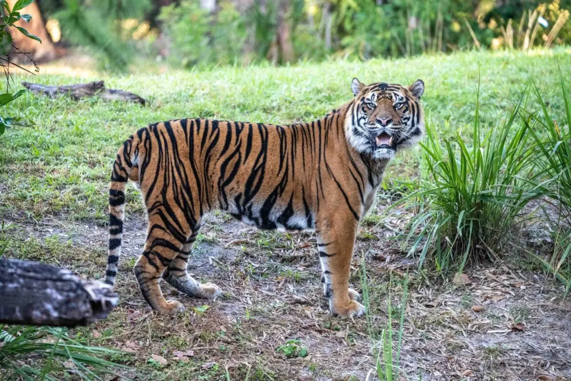 Sohni the Sumatran Tiger Pregnant Once Again at Disney’s Animal Kingdom