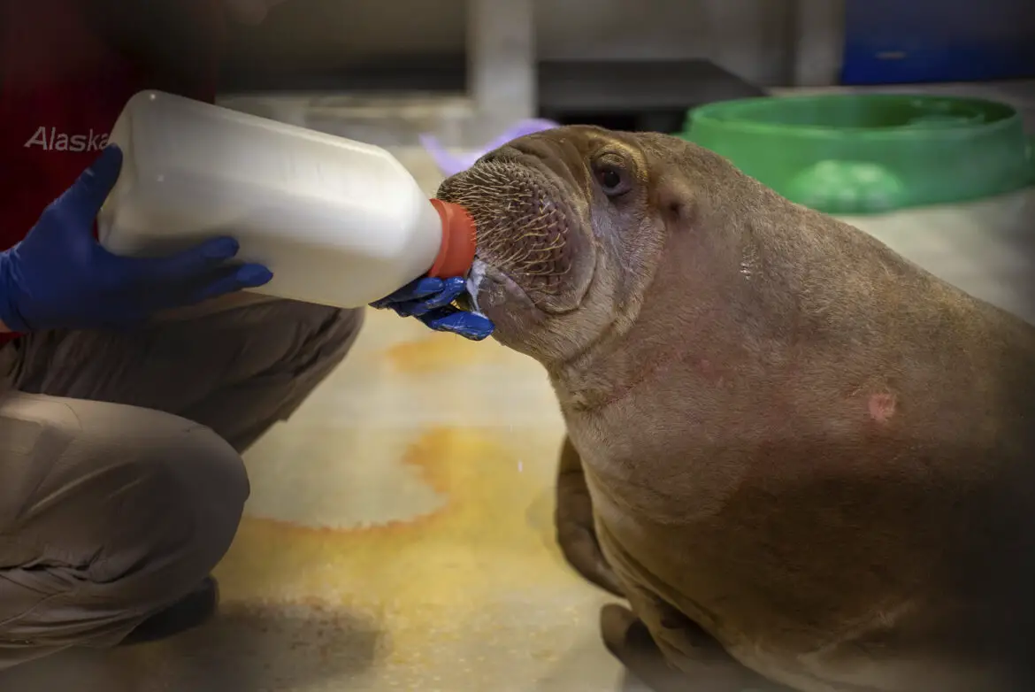 SeaWorld Orlando Welcomes Orphaned Pacific Walrus Calf Rescued in Alaska