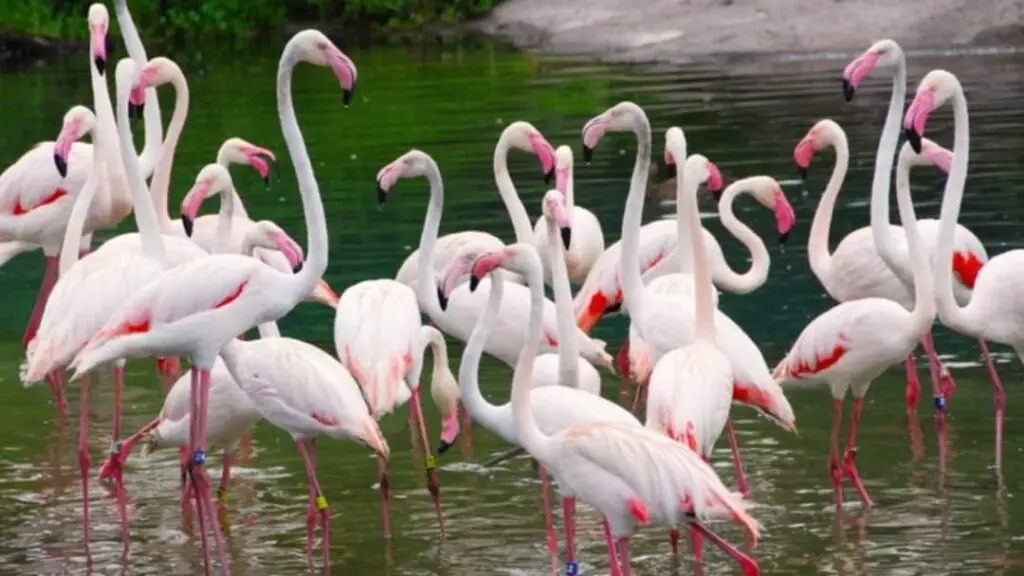 Disney World Animals Safely Returned to Habitats After Hurricane Milton 1