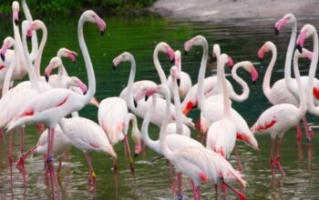 Disney World Animals Safely Returned to Habitats After Hurricane Milton 1