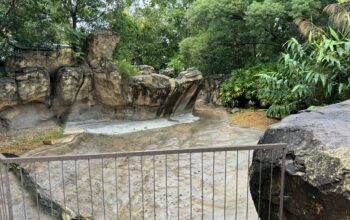 Marley the Crocodile Removed from DinoLand U.S.A. as Preparations Begin for New Animal Kingdom Land 1