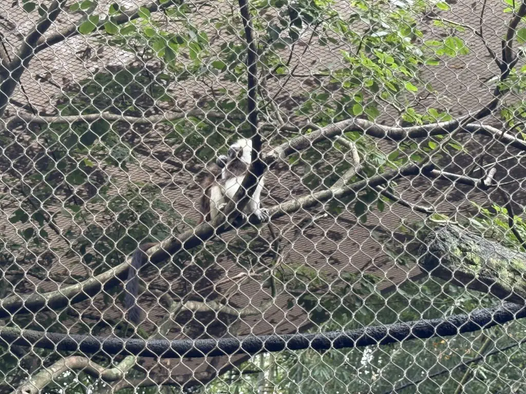 Two Week old Baby Cotton Top Tamarins Spotted at Disney's Animal Kingdom 1