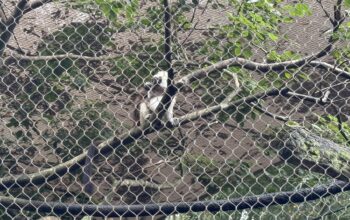 Two Week old Baby Cotton Top Tamarins Spotted at Disney's Animal Kingdom 1