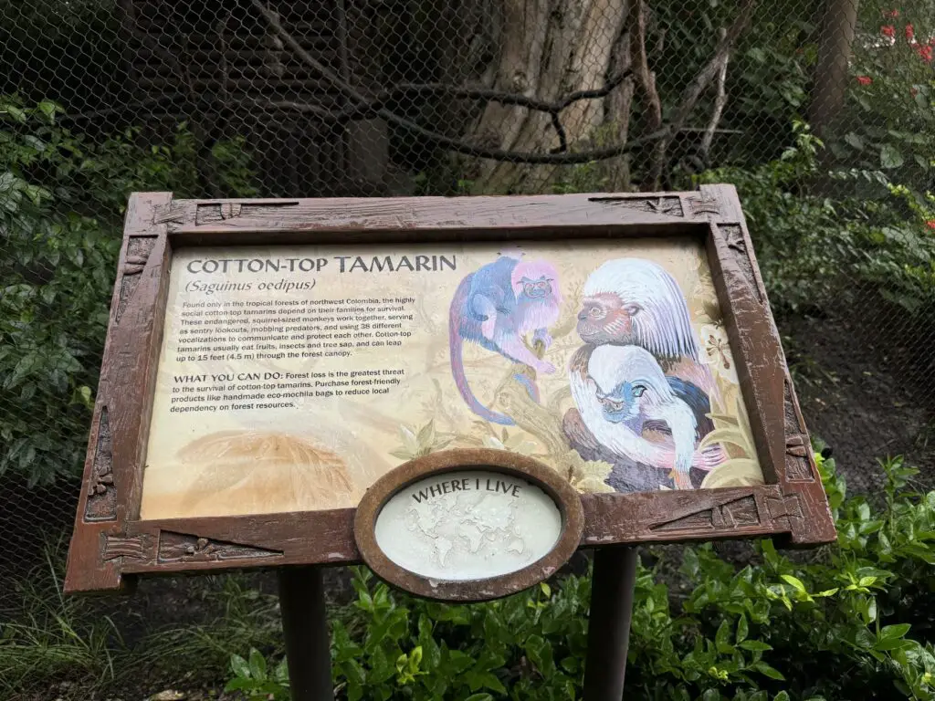 Two Week old Baby Cotton Top Tamarins Spotted at Disney's Animal Kingdom 12