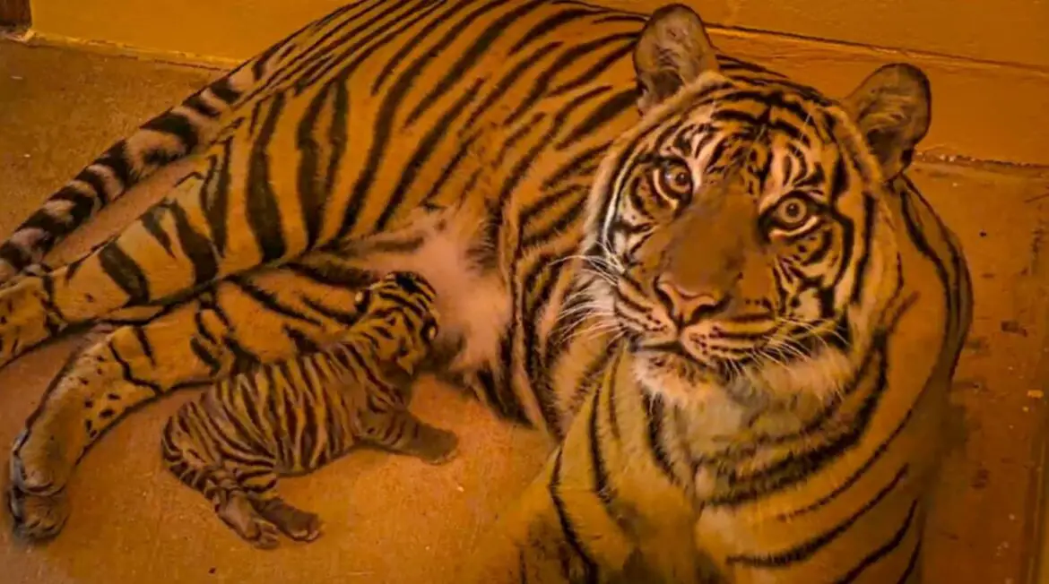 New Sumatran Tiger Cub Born at Disney’s Animal Kingdom!