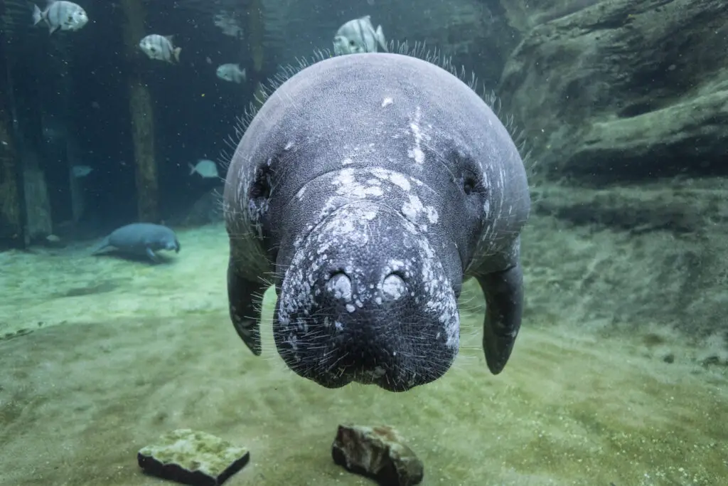 manatee10