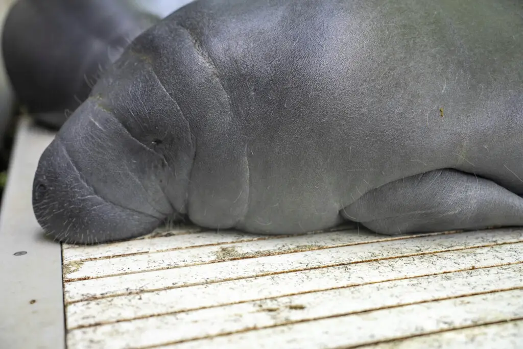 manatee6