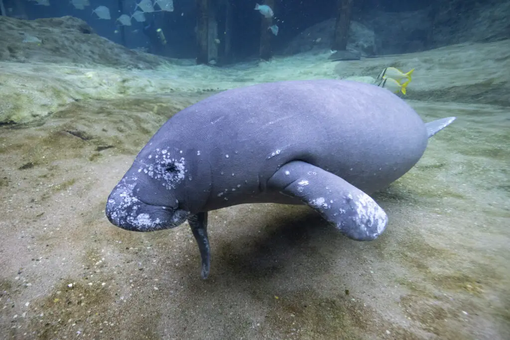 manatee7