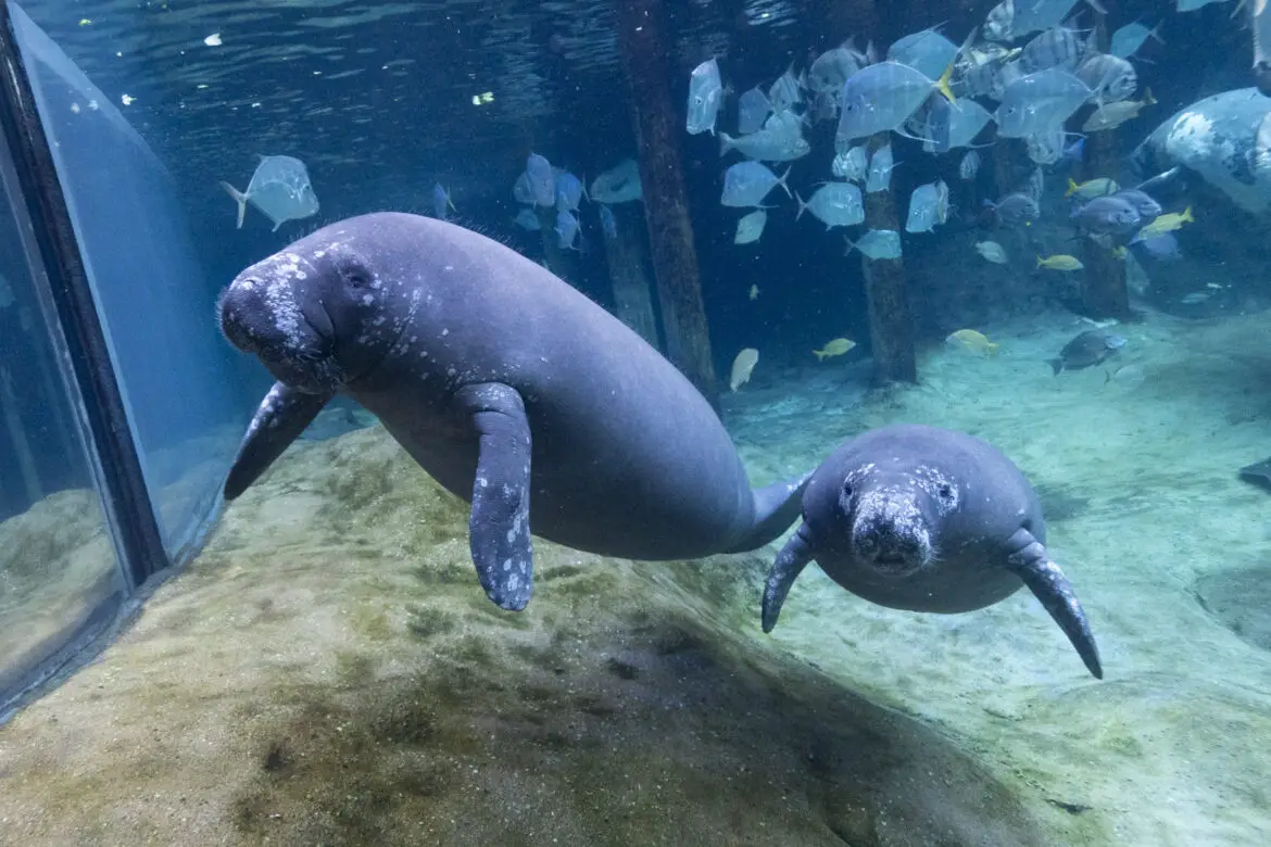 Five Manatees Successfully Rehabilitated and Flown Back to Florida Facilities to Prepare for Return to Home Waters