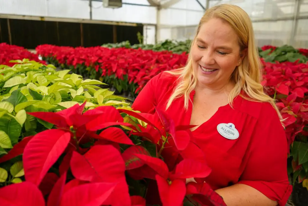 Behind the Scenes Look at How the Holidays Bloom at Disney World 2