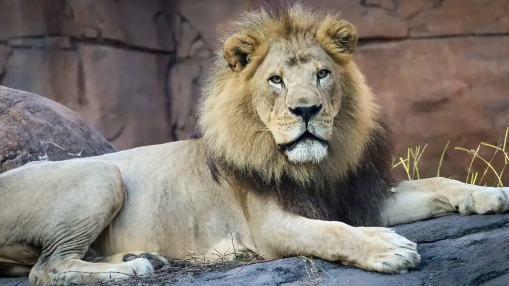 Lions Who Inspired ‘The Lion King’ Mufasa Movie Retiring from Disney’s Animal Kingdom 1