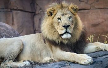 Lions Who Inspired ‘The Lion King’ Mufasa Movie Retiring from Disney’s Animal Kingdom 1