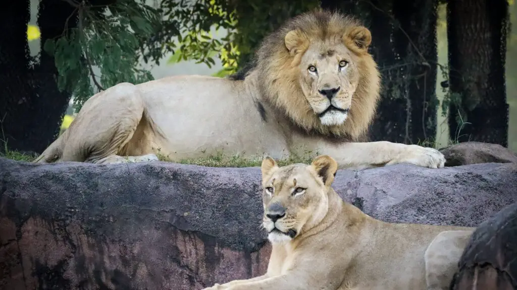 Lions Who Inspired ‘The Lion King’ Mufasa Movie Retiring from Disney’s Animal Kingdom 2