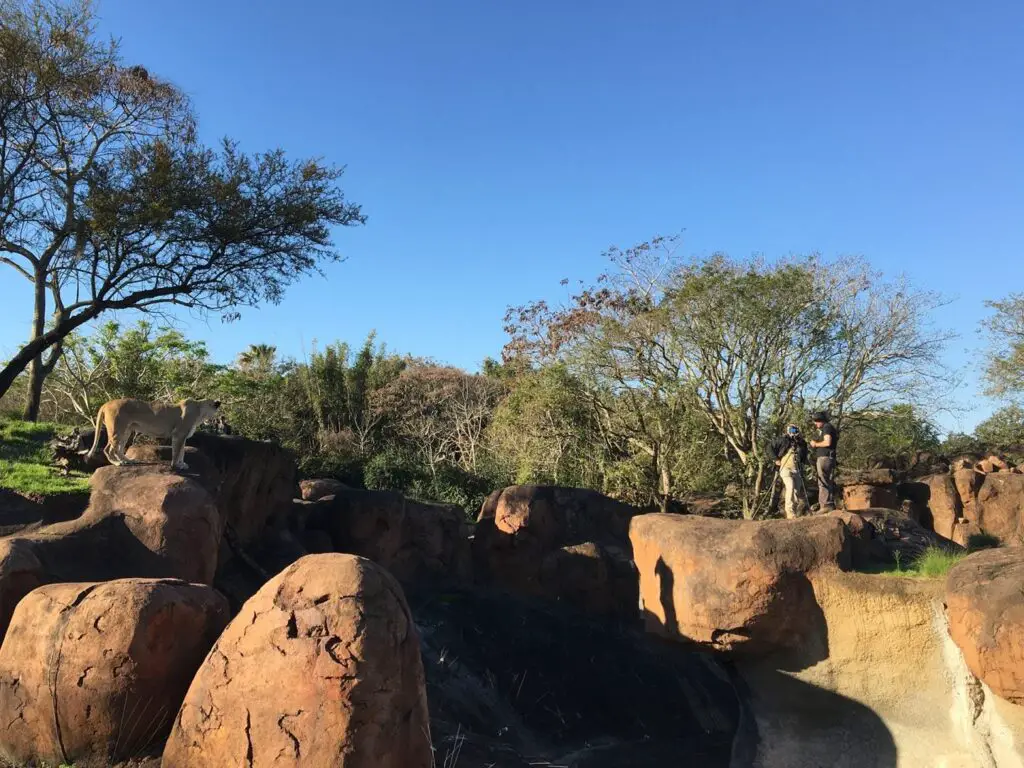 Lions Who Inspired ‘The Lion King’ Mufasa Movie Retiring from Disney’s Animal Kingdom 3