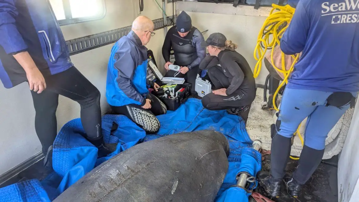 SeaWorld Orlando Rescues Distressed Manatee in North Carolina