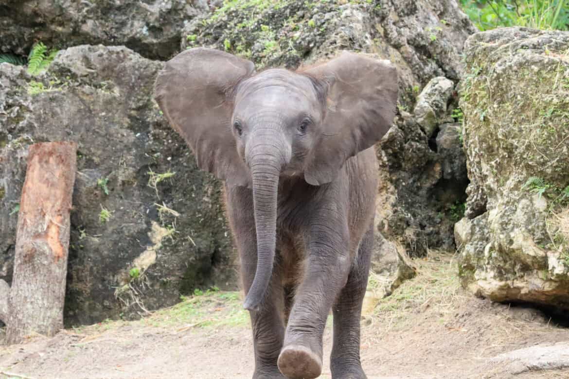 Corra the African Elephant at Disney’s Animal Kingdom Turns ONE!