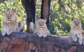 New Lions Debut at Kilimanjaro Safari in the Animal Kingdom 1