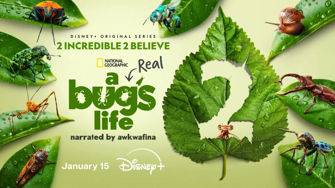 ‘Real Bug’s Life, ’ The Disney+ Original Series From National Geographic Returns