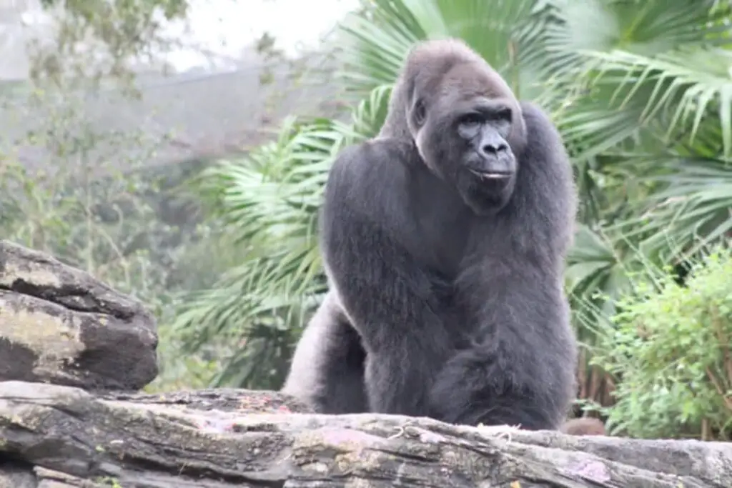 Gino the Gorilla Celebrates his 44th Birthday at Disney's Animal Kingdom 1