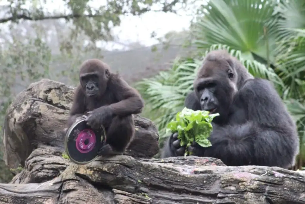 Gino the Gorilla Celebrates his 44th Birthday at Disney's Animal Kingdom 2