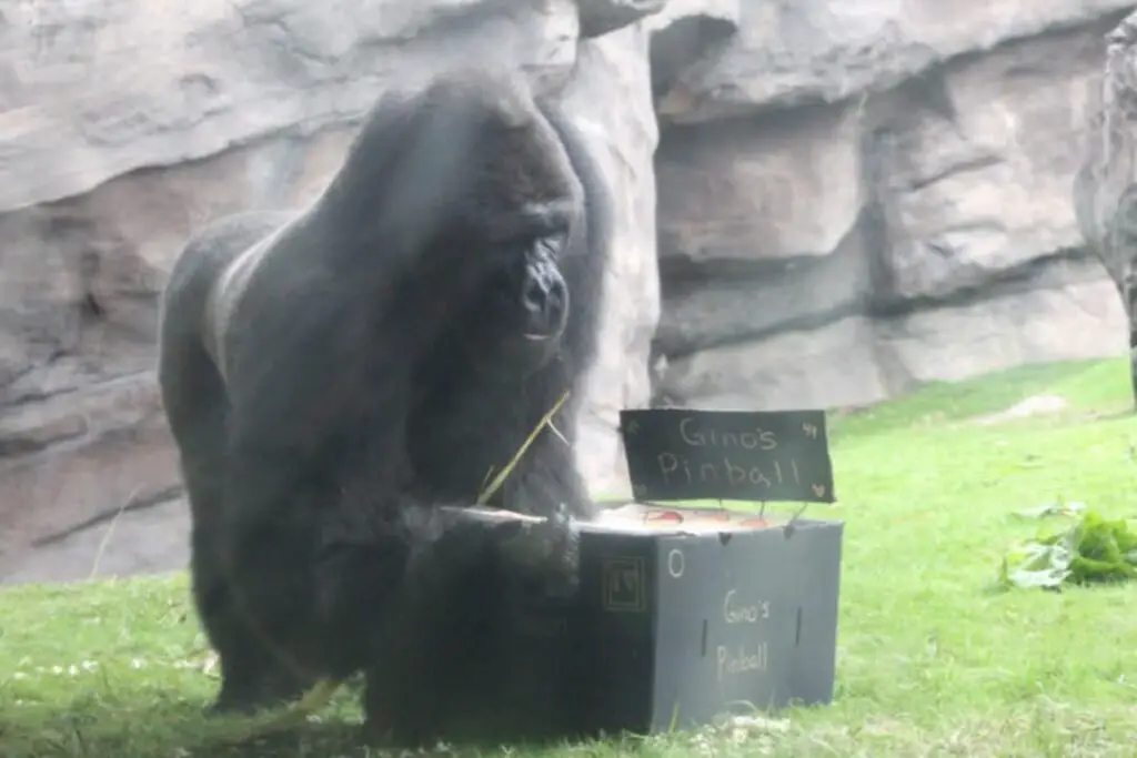 Gino the Gorilla Celebrates his 44th Birthday at Disney's Animal Kingdom 3