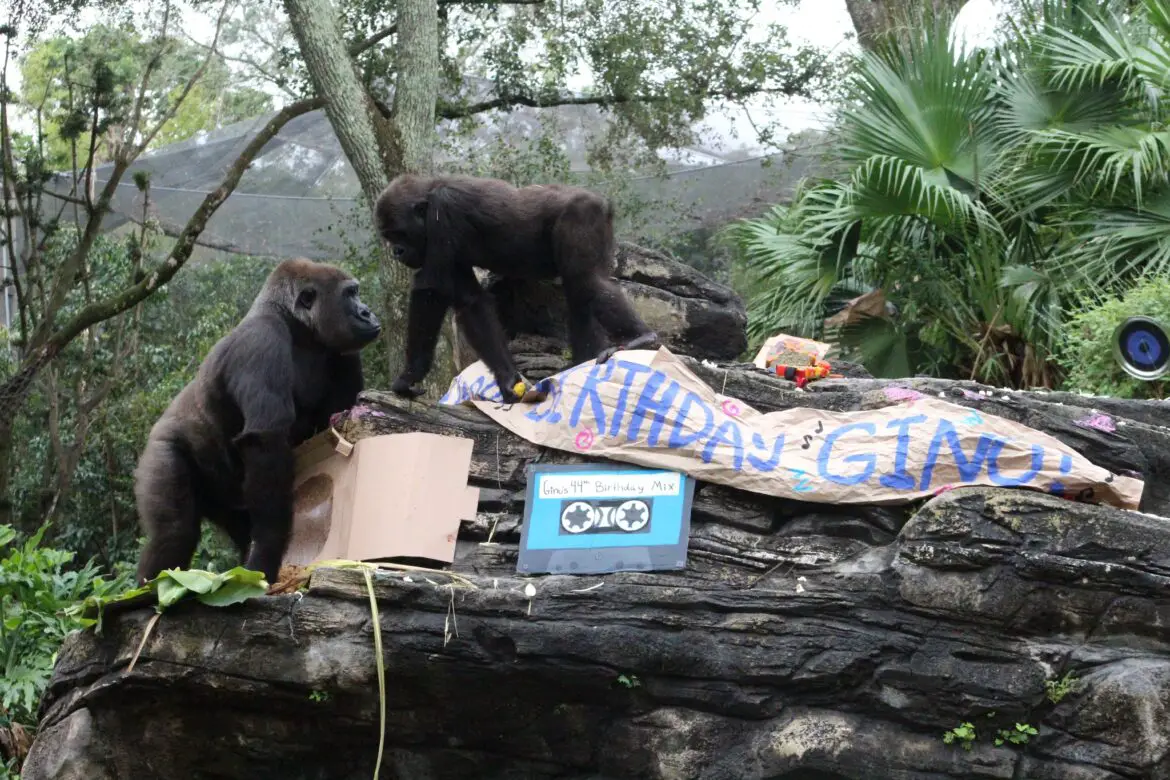 Gino the Gorilla Celebrates his 44th Birthday at Disney’s Animal Kingdom