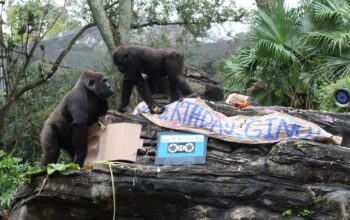 Gino the Gorilla Celebrates his 44th Birthday at Disney's Animal Kingdom 4