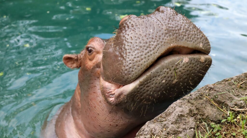 hippo