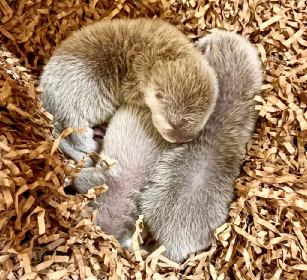 baby otters