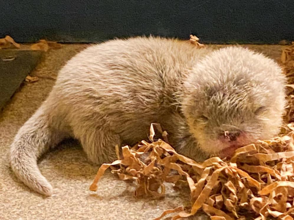 Cute Baby Otters Born at Disney’s Animal Kingdom