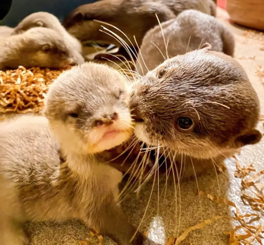 otters